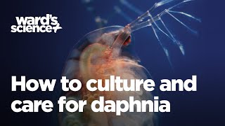 Caring and Culturing for Daphnia [upl. by Bergeron]