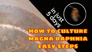 How to Culture Magna Daphnia Easily [upl. by Mairhpe]