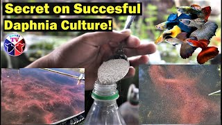 How to Culture Daphnia Successfully [upl. by Ynaffital]