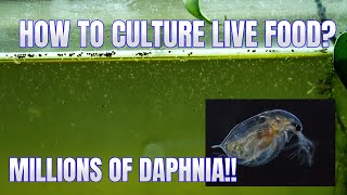 How to Culture Daphnia Secret Method to Breed MILLIONS  Simply Aquatic [upl. by Alwitt]