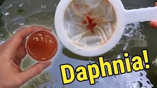 How I Culture Daphnia In Outdoor Tubs [upl. by Netnert]