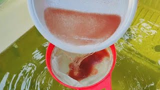 How to culture daphnia  Daphnia culture  How to grow daphnia outdoor [upl. by Liew]