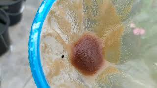 How to culture daphnia moina in a small container Part 1 English Subtitle [upl. by Arinaj]