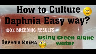 Daphnia MagnaHow to Culture Daphnia Easy wayCulturing Daphnia using Green water Daphnia [upl. by Otirecul]