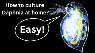 BEST Live Fish Food Beginner guide How to Culture Daphnia at home [upl. by Ymmit696]