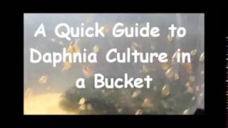 How to culture daphnia outside [upl. by Ahtnams182]