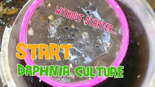 How to culture daphnia moina the easy way 1  Starting the Daphnia culture [upl. by Alisha36]