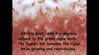 Daphnia  How to grow daphnia in your home [upl. by Noid738]