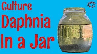 How to Culture Daphnia in a Jar [upl. by Meng]