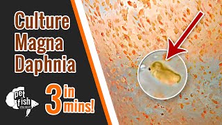 How to culture DAPHNIA MAGNA  The easy way [upl. by Roede190]