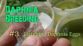 Daphnia Culture made simple and easy 3  Hatching Daphnia eggs [upl. by Peckham382]