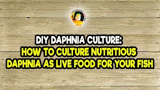 DIY Daphnia Culture How to Culture Nutritious Daphnia as Live Food for Your Fish [upl. by Roseanna755]