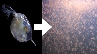 How I Culture Daphnia [upl. by Anaira36]