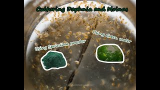 How To Culture Daphnia and Moinas using Green Water Spirulina powder [upl. by Einahpats]