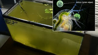 Raising Daphnia for the Freshwater Aquarium [upl. by Carbrey]