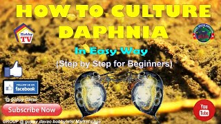 HOW TO CULTURE DAPHNIA In Easy Way [upl. by Binah]